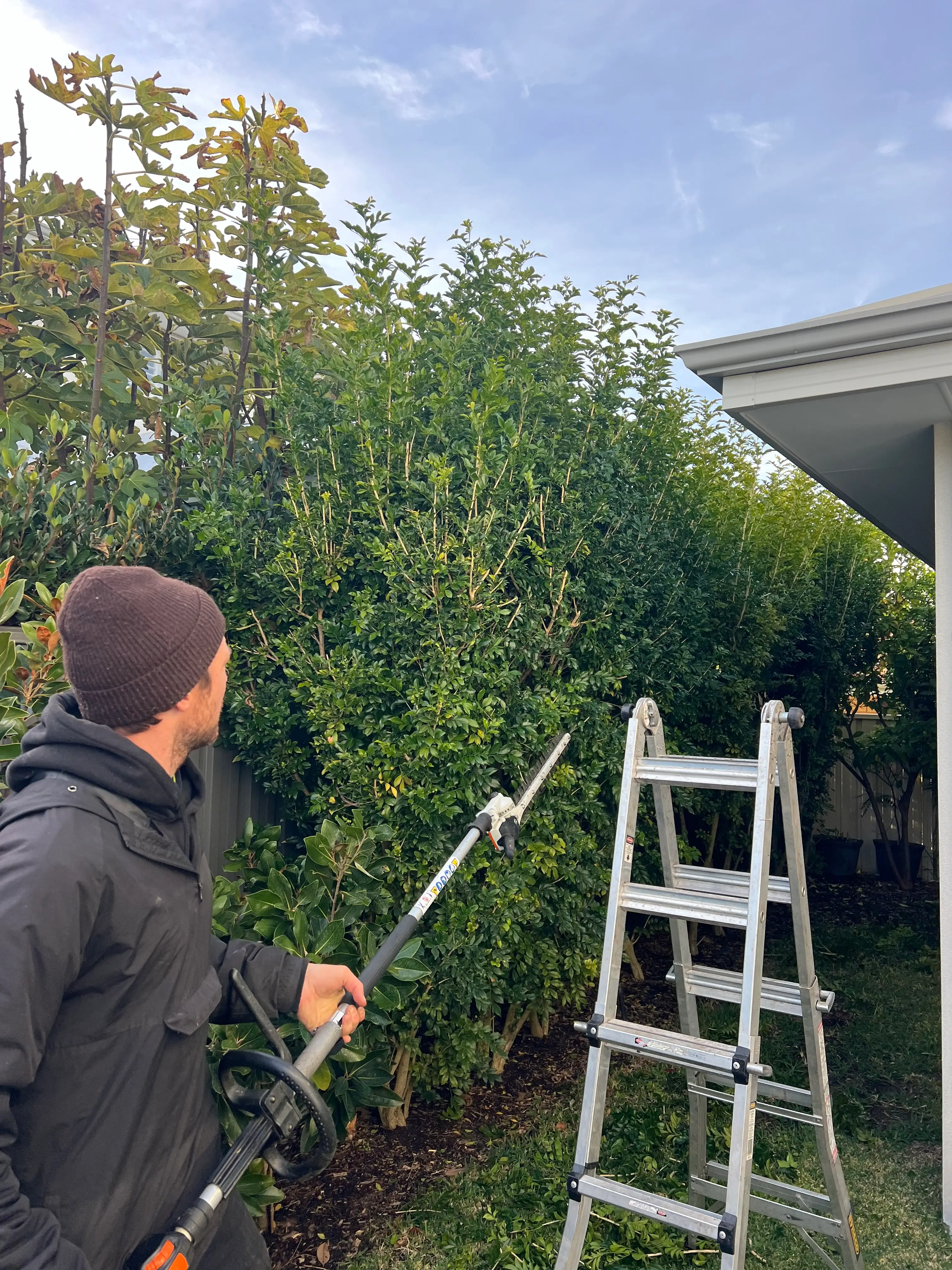 Worker using a pole hedge trimmer beside a tall hedge and ladder