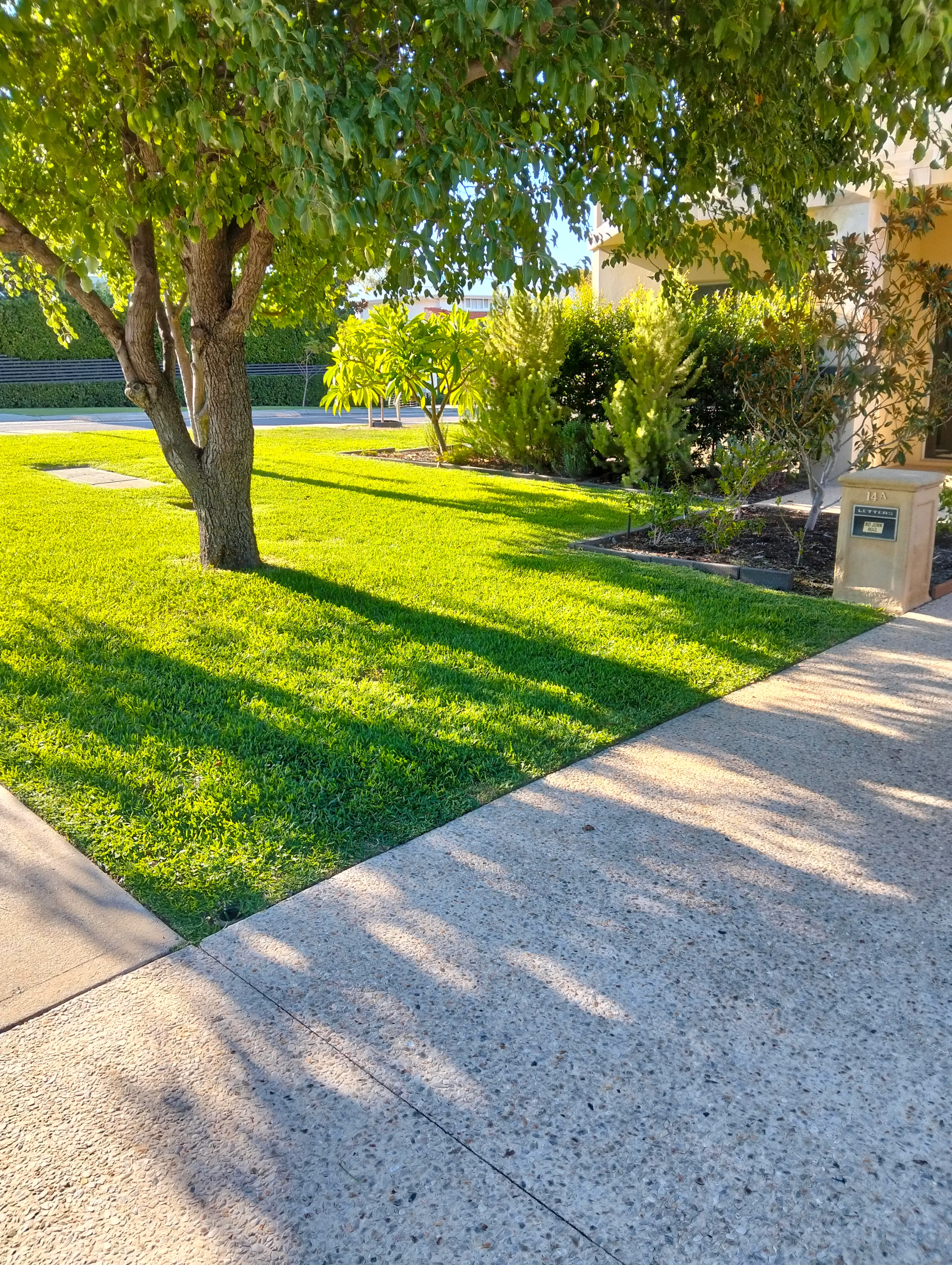 Green front lawn beneath a mature shade tree beside garden beds and a driveway
