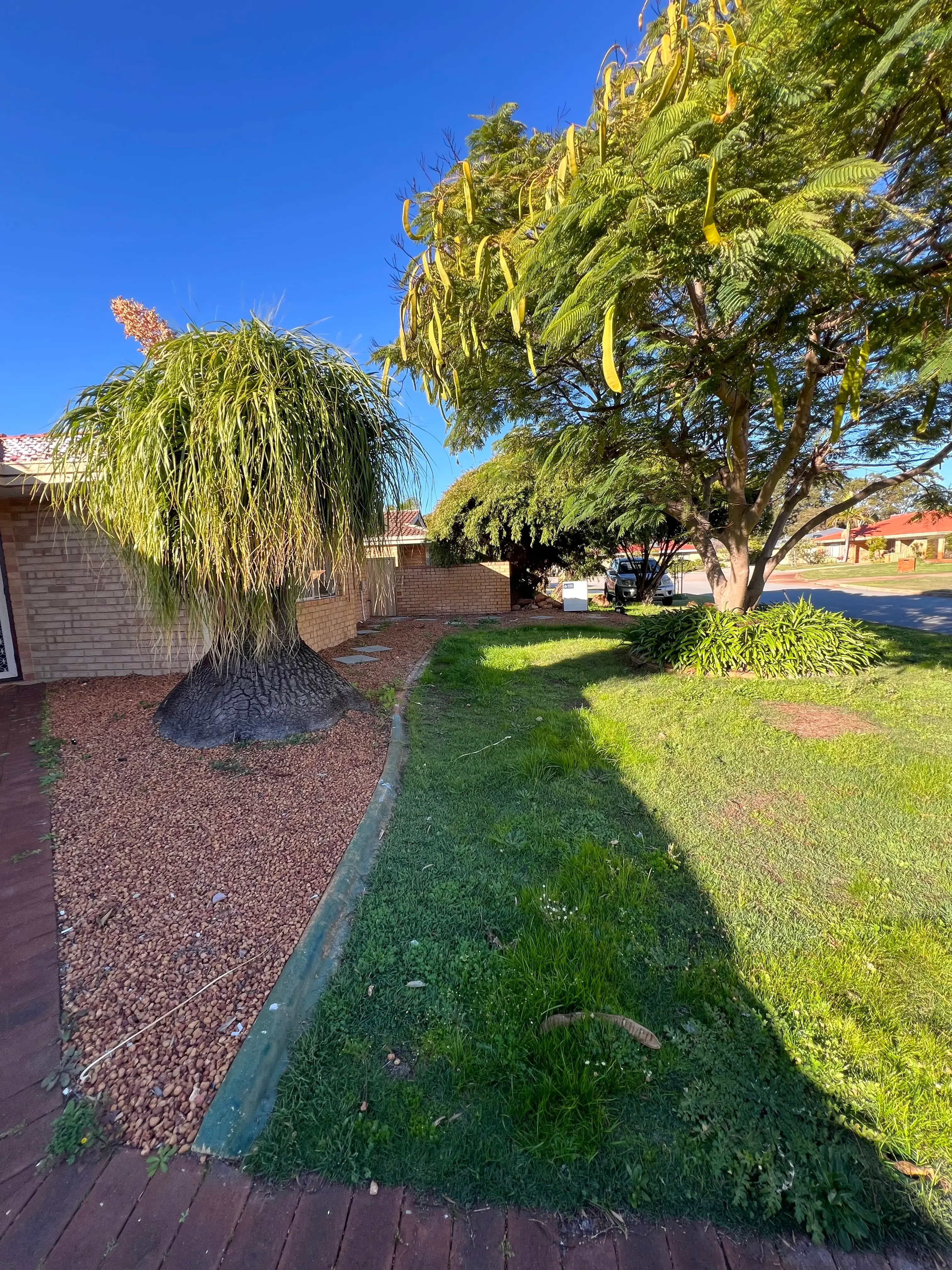 Front garden with long palm foliage, a tree canopy, gravel beds and uneven lawn