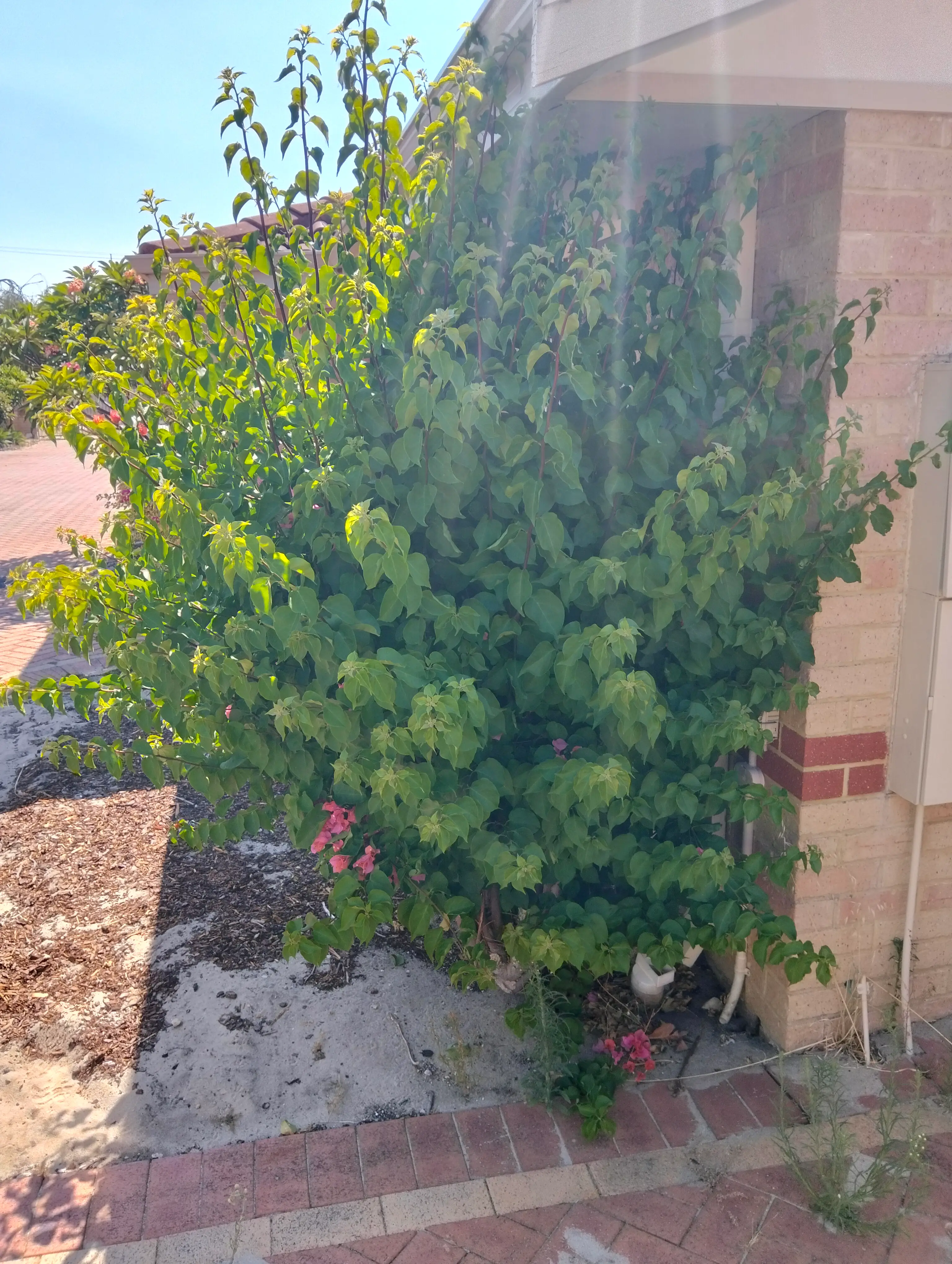 Dense flowering shrub growing beside a brick home and paved path