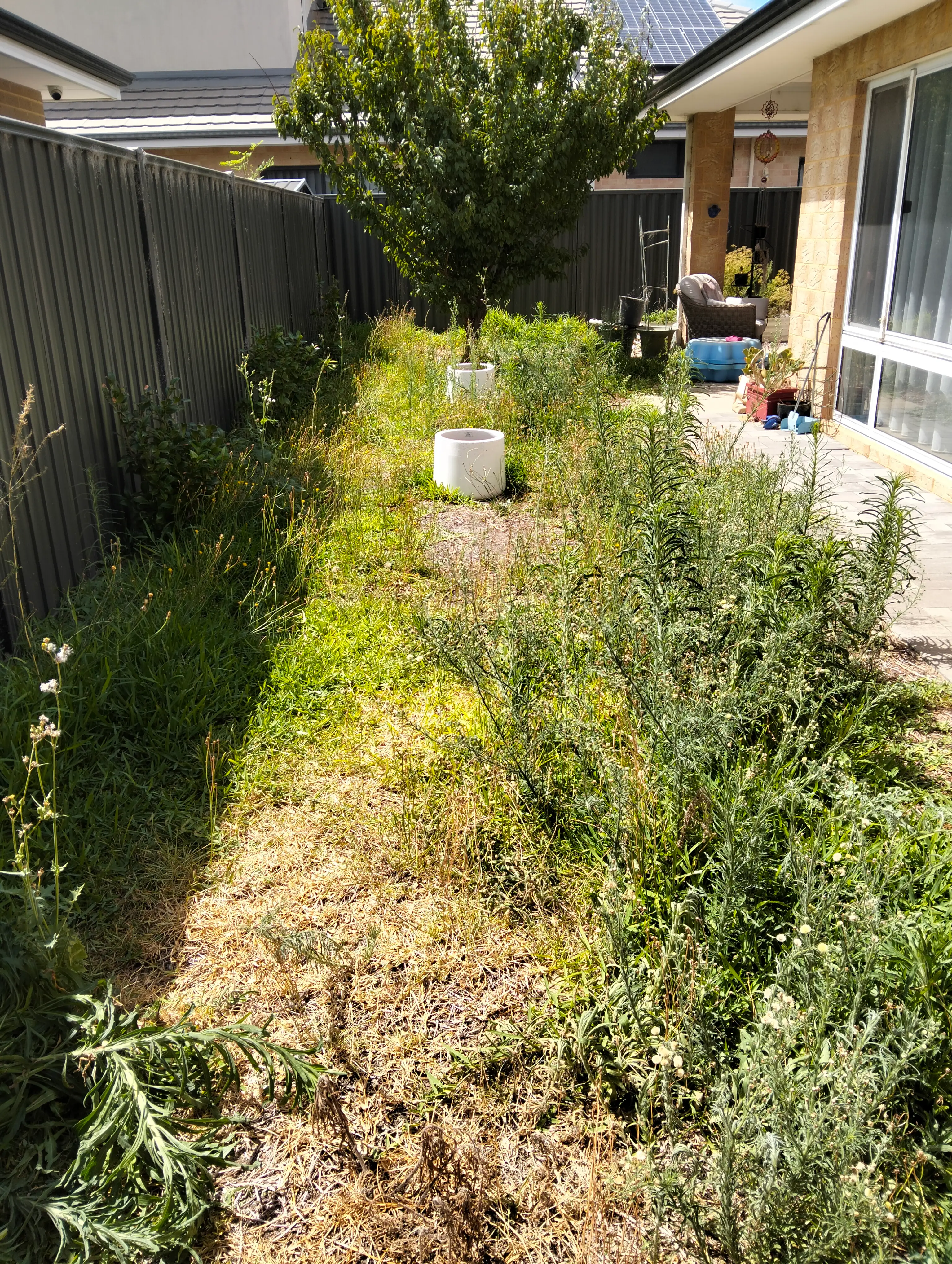 Back garden with tall grass and plants between a fence and paved path